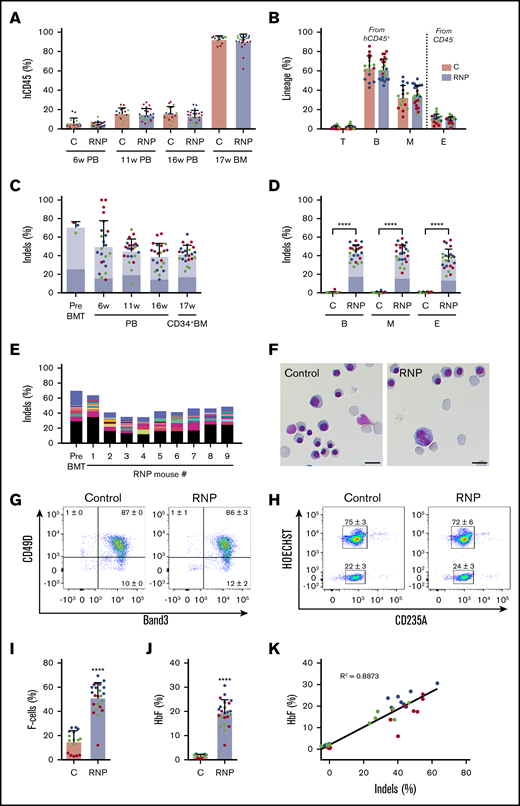 Xenotransplantation of normal gene-edited CD34+cells into NBSGW mice. Peripheral blood (PB) CD34+ cells were edited with Cas9:sgRNA-1 RNP using the Neon Transfection System and then transplanted into NBSGW mice via tail-vein injection. Donor cell controls (C) were processed in parallel, but not electroporated. Donor-cell progeny were analyzed in recipient peripheral blood at 6, 11, and 16 weeks and in bone marrow (BM) at 17 weeks after transplantation. Data are from 3 independent experiments with CD34+ cells from different donors (red, blue, or green). Each dot in graphs represents a separate mouse. (A) Normalized human chimerism in peripheral blood and bone marrow, shown as the percentage of human (h) CD45+ cells. (B) Human T (CD3+), B (CD19+), and myeloid (M) (CD33+) cells shown as percentages of the human CD45+ population in bone marrow at 16 weeks. Erythroid chimerism (E) is shown as the percentage of human CD235a+ cells within the CD45− population (mouse and human). (C) The indel fraction 4 days after editing (Pre BMT) and as measured serially after xenotransplantation. Dark blue represents the 13-nt human HPFH mutation; light blue represents all other indels. (D) Indels in specific hematopoietic lineages. Dark blue represents the 13-nt human HPFH mutation; light blue represents all other indels. (E) The most frequent indels in donor 1 CD34+ cells before bone marrow transplantation and in the 16-week bone marrow of mouse recipients. Unique indels are shown with a different color, with the bar size representing the relative abundance. The 13-nt HPFH mutation is represented in black. All indels present in proportions <1% are represented collectively in blue at the top of each bar. (F) Morphology of human CD235a+ erythroblasts in bone marrow of recipient mice transplanted with RNP-edited or control CD34+ cells. The images were acquired with a Nikon Eclipse Ni microscope with a 60× objective and Nikon NIS-Elements software (scale bars, 10 μm). (G) Flow cytometry for the erythroid maturation markers CD49d and Band3 on human CD235a+ erythroblasts in recipient mouse bone marrow. (H) Enucleated (HOECHST−) and nucleated (HOECHST+) human CD235a+ erythroblasts in recipient bone marrow. The numbers in panels G-H represent the mean ± SD of the percentage for the same samples analyzed in panels A-D. (I) The fraction of CD235a+ F-cells in bone marrow. (J) The %HbF in human CD235a+ erythroblasts isolated from recipient bone marrow. (K) The %HbF as a function of the indel percentage from the values plotted in panels C and J. The bar charts in panels A-D and I-J show the mean ± SD percentages for 3 biological replicates performed using CD34+ cells from 3 donors. Each dot represents a single recipient mouse, and each color represents a separate replicate study. ****P < .0001 (by unpaired Student t test).