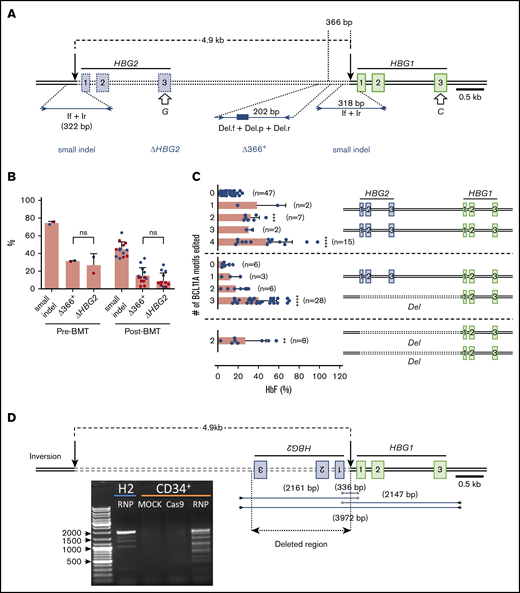 Consequences of on-target editing of HBG1 and HBG2. (A) Scale diagram of the HBG1 and HBG2 genes with exons shown as rectangles and on-target Cas9:sgRNA-1 DNA cleavage sites indicated by vertical black arrows. The genes differ by a single nucleotide in exon 3 (open arrows). Primer pair If+Ir amplifies a region surrounding the RNP cleavage site of both genes; NGS of this PCR product identified small on-target indels. Larger deletions presumed to arise from simultaneous dsDNA breaks in HBG2 and HBG1, with the loss of the intervening 4.9 kb (dotted line), were indicated by 2 proxy methods. “ΔHBG2” denotes dropout of HBG2 exon 3 based on the single-nucleotide difference between HBG2 and HBG1, determined by high-throughput sequencing of PCR products generated by a single primer pair (not shown). “Δ366+” denotes a quantitative TaqMan PCR assay that detects deletions ≥366 nt upstream of the Cas9:sgRNA-1 cleavage site in HBG1. (B) Large deletions detected by the ΔHBG2 and Δ366+ assays in CD34+ cells 4 days after editing (Pre-BMT) and 17 weeks after xenotransplantation (Post-BMT). Data reflect studies from 2 different CD34+ cell donors (blue or red dots), with each dot after bone marrow transplantation representing a single mouse. (C) Mutational analysis and %HbF in single BFU-E colonies. Each dot represents a BFU-E colony grouped by number of 4.9-kb deletions (Del) using the ΔHBG2 assay as proxy and the number of indels in the remaining BCL11A binding motifs of HBG2, HBG1, or the modified HBG1 fusion gene formed by deletion repair. Thus, heterozygosity for the 4.9-kb deletion leaves 3 potential remaining BCL11A-binding motifs and associated HBG coding regions, whereas homozygosity leaves only 2 such motifs. The bars represent the percentages of HbF as the means ± SDs. **P < .01, ***P < .001, ****P < .0001 (by unpaired Student t test). (D) Inversions resulting from simultaneous editing of HBG2 and HBG1 target sites were characterized by PCR analysis using the indicated primer pairs. The agarose gel image shows PCR products from the bulk-edited HUDEP-2 (H2) erythroid cell line and CD34+ cells. ns, not significant.