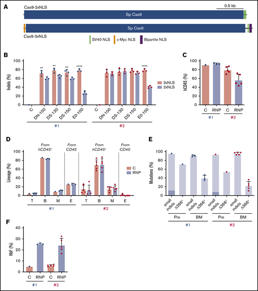 Improved genome editing of the HBG1 and HBG2 promoters in HSCs by Cas9-3xNLS. (A) Schematic overview of Cas9-2xNLS and Cas9-3xNLS proteins showing locations of nuclear localization signals. (B) Normal human CD34+ cells from 2 different donors (#1 and #2 represented by blue and red dots, respectively) were edited using 4 different delivery methods with the Lonza 4D-Nucleofector platform (x-axis) with RNPs composed of sgRNA-1 and either Cas9-3xNLS (red bar) or Cas9-2xNLS (blue bar), then cultured in CD34+ cell maintenance medium (supplemental Table 2). Nonedited donor-cell controls (C) were processed in parallel, but not electroporated. Indels were analyzed at day 3 by NGS. (C-F) Normal CD34+ cells from 2 different donors were edited with the Lonza 4D-Nucleofector (EO-100 program) and RNP composed of sgRNA-1:Cas9-3xNL and then transplanted into NBSGW mice. (C) Normalized chimerism of human CD45+ donor cells in recipient bone marrow at 16 weeks after xenotransplantation. (D) Chimerism for different human lineages, labeled as in Figure 3B. (E) Frequencies of small indels detected by TIDE assay and large (4.9 kb) deletions detected by the Δ366+ assay (Figure 4A) in donor CD34+ cells 5 days after editing (Pre) and 16 weeks after bone marrow transplantation. The 13-nt HPFH mutation is indicated in dark blue; all other mutations are represented by light blue. (F) Donor CD34+ cells were purified from recipient bone marrow and grown in culture for 18 days under erythroid differentiation conditions. The bar chart shows %HbF as determined by ion-exchange HPLC. Each dot represents a biological replicate experiment with 2 different CD34+ cell donors (blue and red). **P < .01 and ****P < .0001 (unpaired Student t test).