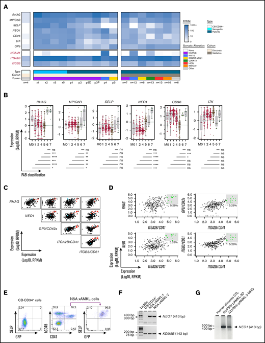Specific biomarkers of AMKL. (A) Heat map of expression values in FPKM (RNAseq) of 7 top-ranked genes encoding cell surface proteins that are differentially expressed by a least 10-fold in leukemic BM cells derived from patients (pAMKL) or mouse xenograft models (xAMKL) in the middle panel, as compared with normal CB-CD34+ cells in the left panel, and expressed at low levels (≤5 FPKM) in CB-CD34+ cells. Genes with expression values of ≥5 FPKM in all N5A AMKL samples, fold change ≥10 compared with CB-CD34+ samples, and low expression levels (≤5 FPKM) in CB-CD34+ cells are listed in supplemental Table 8. Expression of the selected genes in leukemic BM cells derived from patients presenting other genetic subtypes of AMKL (non-N5A pAMKL) or non-AMKL leukemia subtype involving NUP98 rearrangement (NUPr pAML) are also indicated. Expression of ITGA2B/CD41, ITGB3/CD61, and NCAM1 is indicated in red for comparison. Expression of the selected genes in the validation cohort6 are shown in the right panel, represented as mean expression per indicated genetic group. (B) Distribution of selected gene expression values (FPKM) in BM-derived pediatric AML cells classified according to the FAB nomenclature (M0-M7); n = 284 pediatric AML cases from the National Cancer Institute (NCI) TARGET database. Horizontal lines represent median values. Pairwise gene expression comparisons between M7 and other FAB categories were performed with a Mann-Whitney rank sum test with the Benjamini-Hochberg correction (shown below graphs). M7 leukemia (n = 11) involved the following exclusive genetic lesions: NUP98-KDM5A (n = 1), CBFA2T3-GLIS2 (n = 4), KMT2A-MLLT10 (n = 1), and RBM15-MKL1 (n = 1). (C) Pairwise scatterplot representations showing correlative expression of the indicated genes in a pediatric AML (NCI, TARGET database). Representations were created with the bioinformatic tool MiSTIC.51 AML classified as FAB M7 or M6 are indicated in red and blue, respectively. (D) Selection of specimens expressing the highest levels of RHAG, NEO1, GP9, or ITGB3/CD61 combined with ITGA2B/CD41 significantly enriches for FAB M7 AML (eg, AMKL). M7: 8 of 9 selected P = 6.1e-11. See data set and bioinformatic tool in panel C. (E) SELP expression, as assessed by flow cytometry in freshly isolated CB-CD34+ cells and in AMKL BM cells from an N5A mouse xenograft model. (F) Expression of NEO1 detected by RT-PCR using RNA derived from the BM of leukemic xenograft models or from CB-CD34+ cells. KDM5B expression was used as the endogenous control. (G) Expression of NEO1 detected by RT-PCR using RNA derived from the BM of an infant with NUP98-BPTF AMKL. RNA was isolated at diagnosis (NUP98r pAMKL-3D) and after 2 cycles of chemotherapy when disease burden was ∼2% by cytology (NUP98r pAMKL-3 MRD). Human placental RNA was used as the nontumor control. ns/not significant P > .05; *P < .05; **P < .01; ***P < .001; ****P < .0001.