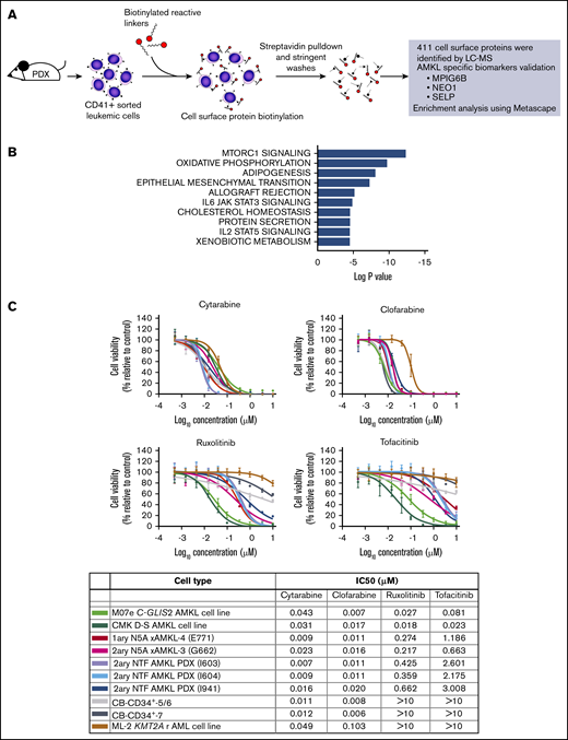 Primary NUP98r xenograft cells are vulnerable to JAK-STAT signaling inhibitors. (A) Schematic overview of the procedures used to perform the cell surface proteomic analysis of CD41+ AMKL cells isolated from the spleen of NUP98r (NUP98-BPTF) PDX mice. Cell surface proteins were biotinylated and isolated using streptavidin pulldown and stringent washes. Analysis by liquid chromatography-mass spectrometry allowed for identification of 411 cell surface proteins, including AMKL-specific biomarkers (supplemental Table 9). (B) Top 10 hallmark gene sets enriched in the analysis of the cell surface proteins detected on NUP98r AMKL primary xenograft using Metascape (see supplemental Methods for details). The complete analysis is provided in supplemental Table 10. (C) Dose-response curves and half maximal inhibitory concentrations (IC50) determined for each indicated cell type submitted to a viability assay in presence of an inhibitor or DMSO vehicle (Cell-Titer Glo, 6-day incubation). Experiments were conducted with 4 replicates. CMK, N5A xAMKL (E771, G662), and CB-CD34+ (no. 5/6 and 7); n = 1 experiment. M07e, ML-2, 2ary NTF AMKL PDX (I603, I604); n = 2 experiments.
