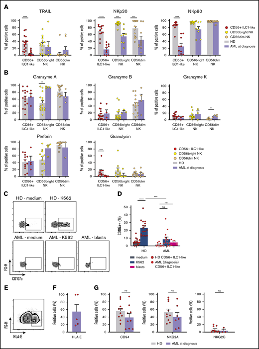 CD56+ILC1-like cell cytotoxicity is impaired in AML patients at diagnosis. (A) TRAIL, NKp30, and NKp80 expression in CD56+ ILC1-like cells and cNKs in HDs (CD56+ ILC1-like: n = 12-18, cNKs: n = 11-15) and AML patients at diagnosis (CD56+ ILC1-like: n = 11-20, cNKs: n = 8-10) by extracellular flow cytometry. (B) Intracellular flow cytometry was performed using PBMCs from AML patients at diagnosis to assess granzyme A (n = 4), granzyme B (n = 4), granzyme K (n = 4), perforin (n = 4), and granulysin (n = 7) expression in the CD56+ ILC1-like cells and cNKs. The results are compared with the values obtained in the HDs. (C-D) CD107a expression in CD56+ ILC1-like cells is assessed by flow cytometry after a 4-hour incubation of ILC/NK-enriched PBMCs from HDs (n = 16) or AML patients at diagnosis (n = 4-13) with medium, the K562 tumor cell line, or blasts at a ratio of 1:1. Representative density plot of CD107a expression is shown in panel C, and the summary results are shown in panel D (1 dot = 1 donor). (E) Representative density plot of HLA-E expression in primary leukemic AML blasts. (F) Summary of HLA-E expression in primary leukemic AML blasts (n = 5). (G) Flow cytometry analysis of CD94, NKG2A, and NKG2C in CD56+ ILC1-like cells from AML patients at diagnosis (n = 3-10) and HDs (n = 5-17). One dot = 1 donor. Statistical tests used: panels A-B,D,G: Mann-Whitney U test. **P < .01, ***P < .001, ****P < .0001.