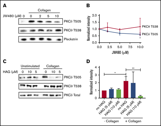 AADACL1 inhibition reduces PKCδ but not PKCθ phosphorylation in human platelets. (A) Human platelets were pretreated with the indicated concentrations of JW480 as in Figure 1 and stimulated with 0.375 to 1 μg/mL collagen. Platelets were lysed in 10 mM CHAPS buffer on ice, and PKCδ phosphothreonine 505 (T505) or PKCθ phosphothreonine 538 (T538) was detected with specific antibodies. Pleckstrin and total PKCδ served as loading controls for panels A and C, respectively. (B) Phosphorylation of T505 and T538 was quantified with ImageJ from data in panel A (*P < .05 for PKCδ T505 DMSO vs 10 μM JW480; n = 2). (C) Human platelets were treated with the indicated concentrations of HAG, stimulated with 0.375 μg/mL collagen, and then prepared as in panel A. (D) Phosphorylation of T505 and T538 was quantified with ImageJ from data in panel C (*P < .04 for PKCδ T505 in “no HAG” without collagen vs “no HAG” with collagen; **P < .02 for PKCδ T505 “no HAG” plus collagen vs 10 μM HAG plus collagen; n = 3).
