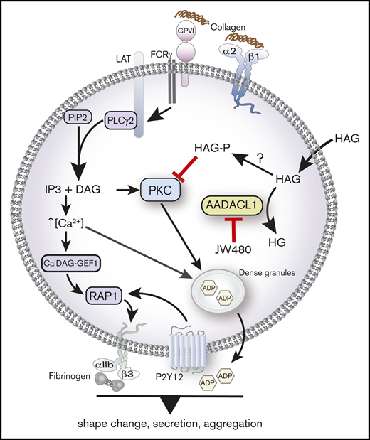 AADACL1 metabolizes HAG to modulate PKC signaling in human platelets. Collagen binding to glycoprotein VI and α2β1 receptors initiates complex signaling cascades leading to the release of intracellular Ca2+ and formation of DAG, which activate the small GTPase Rap1 and PKC isoforms. PKC mediates ADP release from dense granules, which directly stimulates ADP receptors that contribute to αIIbβ3 integrin activation, fibrinogen binding, and subsequent platelet aggregation. We and others have determined that AADACL1 hydrolyzes the endogenous inhibitory lipid HAG to its inactive metabolite HG and that HAG can be rapidly converted to a phosphorylated metabolite called HAGP by an unknown lipid kinase that may be DGK. We show here for the first time that HAGP directly interacts with PKCα C1 domains and reduces kinase activity. Because HAGP is not a substrate for AADACL1, however, its levels are likely controlled by AADACL1-dependent hydrolysis of the HAGP precursor, HAG. We therefore propose that either inhibition of AADACL1 by JW480 or administration of high extracellular HAG concentrations results in accumulation of HAGP, which potentially competes for DAG binding to PKC isoforms to inhibit PKC activity and ultimately impairs ADP release and platelet aggregation.