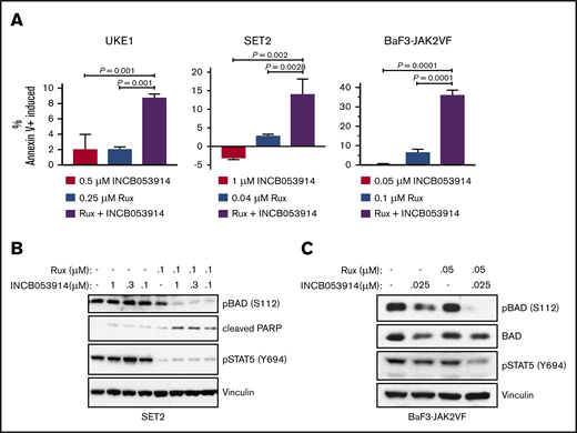 INCB053914 synergizes with ruxolitinib to induce apoptosis and inhibit phosphorylation of BAD. (A) UKE1, SET2, and BaF3-JAK2VF cells were incubated with DMSO (0.1%), INCB053914, ruxolitinib, or the combination of the 2 drugs for 72 hours, and annexin V+ cells were detected by flow cytometry. The percent of annexin V+ cells induced over DMSO-treated cells is plotted for each treatment. Error bars indicate standard deviation (SD) of biological triplicates, and P values were determined using one-way analysis of variance with multiple comparisons. Drug concentrations used were 0.5 μM INCB053914 and 0.25 μM ruxolitinib for UKE1 cells, 1 μM INCB053914 and 0.04 μM ruxolitinib for SET2 cells, and 0.05 μM INCB053914 and 0.1 μM ruxolitinib for BaF3-JAK2VF cells. Cell lysates of SET2 cells (B) and BaF3-JAK2VF cells (C) incubated with INCB053914 and ruxolitinib, alone and in combination as indicated for 4 hours (B) or 8 hours (C) were immunoblotted to assess effects on the levels of the indicated proteins. PARP, poly adenosine diphosphate (ADP)–ribose polymerase.