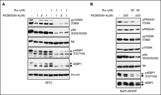 The combination of INCB053914 and ruxolitinib augments the suppression of biomarker phosphorylation indicative of mTORC signaling. Cell lysates of SET2 cells (A) and BaF3-JAK2VF cells (B) incubated with INCB053914 and ruxolitinib alone and in combination as indicated for 4 hours (A) or 8 hours (B) were immunoblotted to assess the effects on levels of the indicated proteins. The white and black arrows indicate the migration of hyperphosphorylated and hypophosphorylated 4EBP1 protein, respectively. Note that the vinculin blot in panel A and Figure 3B are the same because these were the same drug-treated cells and subsequent lysates analyzed in each figure.