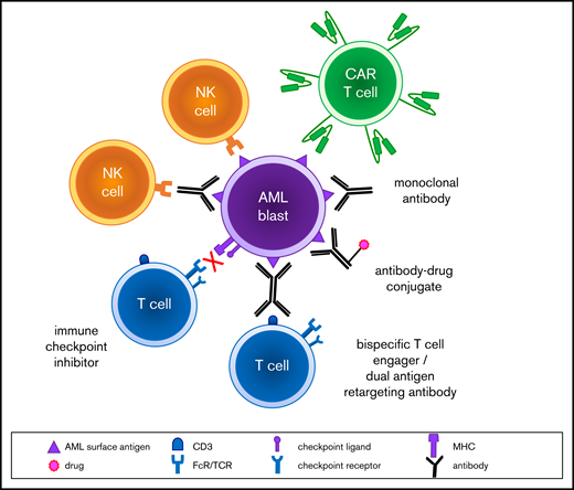 Schema of immunotherapeutic modalities for AML.