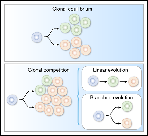 Evolutionary mechanisms (linear and branched) underlying clonal dynamics in cancer.