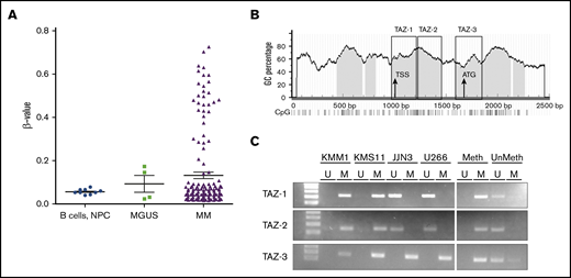 TAZ is hypermethylated in MM. (A) Methylation β values of normal plasma and B cells (n = 9) and plasma cells from MGUS, SMM (n = 4), or MM (n = 161) are shown as mean ± standard error of the mean (SEM) using data from GSE21304.35 β values range from 0 to 1.0, equivalent to 0% to 100% methylation. (B) Prediction of CpG islands in TAZ promoter using MethPrimer (www.urogene.org/methprimer/) with regions highlighted for MSP. (C) MSP of 3 regions within the TAZ promoter reveals hypermethylation in KMM1, KMS11, JJN3, and U266 cell lines. Universally methylated (Meth) and unmethylated (UnMeth) DNA served as MSP controls. GC, guanine and cytosine nucleotides; M, methylated; TSS, transcription start site; U, unmethylated.