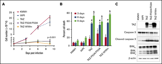 Overexpression of TAZ induces cell death. (A) Proliferation assay of KMM1 cells transduced with empty vector (WPI), wild-type TAZ (TAZ), or TAZ mutants unable to bind TEAD (TAZ-F52A/F53A) or LATS1/2 (TAZ-WWm). Data are mean ± standard deviation (SD) of triplicates. Single-factor analysis of variance (ANOVA) of doubling times indicated significance between all TAZ-expressing lines and either KMM1 or WPI cell lines. (B) Cell-viability assay of cell lines described in panel A after 3, 6, or 9 days posttransduction. Data are mean ± SD of triplicates. *P ≤ .05 of TAZ, #P ≤ .05 of TAZ-F52A/F53A, or $P ≤ .05 of TAZ-WWm compared with KMM1 or WPI cell lines, respectively, using a Student t test. (C) Immunoblot of cell lines described in panel A for markers of apoptosis including cleaved caspase 3 and the 3 isoforms of BIM (BIMEL, BIML, BIMS). β-actin was used as a loading control.