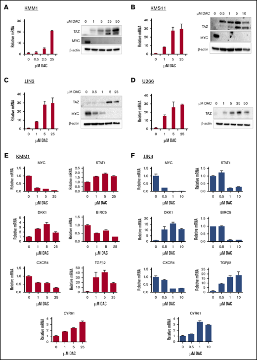 Demethylating agent DAC upregulates TAZ and represses MYC transcriptional program. KMM1 (A), KMS11 (B), JJN3 (C), and U266 (D) were treated with increasing concentrations of DAC and evaluated for TAZ and MYC expression at the mRNA and/or protein levels. KMM1 (E) or JJN3 (F) cells were treated with increasing concentrations of DAC and evaluated for deregulation of MYC targets at the mRNA level. Data are mean ± SD of triplicate samples.