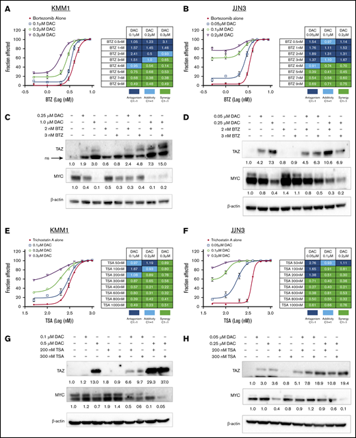 Upregulation of TAZ sensitizes MM cells to chemotherapeutics. KMM1 (A) and JJN3 (B) cells were treated with increasing concentrations of DAC for 48 hours followed by exposure to BTZ for 72 hours before cell viability was assessed. CI values were calculated using CompuSyn software. Immunoblot analysis of TAZ and MYC expression in KMM1 (C) and JJN3 (D) cells treated with DAC for 48 hours followed by BTZ exposure for 24 hours. KMM1 (E) and JJN3 (F) cells were treated with increasing concentration of DAC for 48 hours followed by exposure to TSA for 72 hours before cell viability was assessed and CI values calculated. Immunoblot analysis of TAZ and MYC expression in KMM1 (G) and JJN3 (H) cells treated with DAC for 48 hours followed by TSA exposure for 24 hours. Densitometry was performed and relative expression, normalized to β-actin, is shown below the lanes indicating expression compared with untreated cells. ns, nonspecific.
