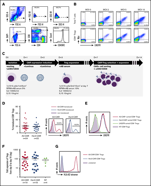 Generation of HLA-A*02-specific CAR CD8+ Tregs. (A) Gating strategy for CD8+CD45RClow nTreg sorting by FACS Aria from PBMCs. CD8+ Tregs were selected on morphology, exclusion of doublets and dead cells, and positive selection of CD8+ and CD45RC−/low expression. (B) Total T cells and purified CD8+ Tregs were stimulated ON with anti-CD3 and anti-CD28 mAbs (day 0), transduced with CAR recombinant lentivirus at days 1 and 2 in a range of multiplicity of infection from 2 to 10, calculated on lentivirus titration on Jurkat cells. CAR expression was analyzed at day 8 by flow cytometry staining of cMyc and LNGFR. (C) Schematic depicting the process for CAR CD8+ Treg production. CD8+ Tregs were isolated, stimulated, transduced twice with CAR-encoding lentivirus, expanded, selected on CAR expression, and expanded for a total culture of 14 days. (D) FACS analysis of CAR expression by CD8+ Tregs after 7 days of culture based on LNGFR staining. (Left) Percentage of cells expressing the A2-CAR (n = 24) or Her2-CAR (n = 22) at day 7 before purification. Mean ± standard error of the mean (SEM) is shown. (Right) Representative histograms of LNGFR expression in A2- and Her2-CAR transduced CD8+ Tregs compared with nontransduced cells. (E) Representative histogram of LNFGR staining on CD8+ Tregs cultured 14 days previously purified at day 7 on A2- or Her2-CAR expression compared with NT cells. (F) Expansion fold of CD8+ Tregs from day 0 plating to day 14 harvesting when transduced with A2-CAR (n = 19) or Her2-CAR (n = 18) compared with NT (n = 4). Mean ± SEM. (G) A2-CAR and Her2-CAR CD8+ Tregs were incubated or not (unstained) with HLA-A*02 tetramer labeled with PE and assessed for anti-HLA-A*02 recognition. Representative histogram of 3 experiments.