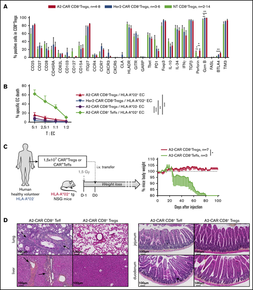 Expression of a functional CAR by CD8+ Tregs does not affect their Treg-like phenotype and does not confer cytotoxic activity against HLA-A*02+ cells. (A) Cultured (14 days) A2-CAR (in red) and Her2-CAR (in blue) CD8+ Tregs and nontransduced CD8+ Tregs (NT, in green) were stimulated with PMA/ionomycin (except for CD25 analysis) in the presence of brefeldin A for 4 hours and analyzed for expression of Tregs-associated markers. Shown is the percentage of CD8+ Tregs expressing each marker. Mann-Whitney U test, *P < .05; **P < .01. (B) A2-CAR (red and purple lines, n = 6) and Her2-CAR (blue line, n = 4) CD8+ Tregs or A2-CAR CD8+ Teffs (green line) were cultured with ECs expressing (red, blue, and green lines) or not (purple line) HLA-A*02 in a range of CAR T cells:ECs ratios for 3 hours of culture, and ECs were analyzed for caspase 3 activation by flow cytometry. Percentage of specific EC death was calculated by the subtraction of the staining of ECs in absence of Tregs. Mean ± SEM is represented. Two-way RM test, **P < .01; ***P < .001. (C) A total of 1.5 × 107 A2-CAR CD8+ Tregs or CD8+ Teffs were generated from HLA-A*02− PBMCs. Irradiated HLA-A*02 transgenic NSG mice received either A2-CAR CD8+ Tregs or A2-CAR CD8+ Teffs alone to assess in vivo cytotoxicity as reflected by mice body weight loss (mean ± SEM). (D) Anatomopathological analysis of lesions in liver, lung, and gut performed at day 100 in HLA-A*02 transgenic NSG mice injected with A2-CAR CD8+ Tregs in comparison with A2-CAR CD8+ Teffs-injected mice analyzed at time of euthanasia. Arrows and stars show immune cell infiltrate and tissue injury.