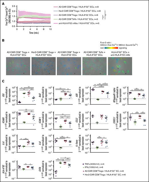 HLA-A*02+ recognition by A2-CAR CD8+ Tregs induces a fine-tuned activation of ECs. (A-B) HLA-A*02+ (red, blue, green, and pink lines) or HLA-A*02− (purple line) ECs were labeled with Fura-2 probe calcium flux reporting marker and cocultured with A2-CAR (red and purple lines) or Her2-CAR CD8+ Tregs (blue line) or CD8+ Teffs (green line) for 15 minutes under microscopic observation (time-lapse assay) to measure calcium flux in ECs. Positive control of activation was obtained by adding 10 µg/mL anti-HLA-A*02 mAbs to ECs culture (pink line). (A) Activation score of ECs over coculture duration with T cells was calculated by doing the ratio of free calcium (340 nm emission of Fura-2) divided by bound calcium (380 nm emission of Fura-2). Mean ± SEM are represented. Two-way RM ANOVA test, *P < .05; **P < .01. (B) Representative photos after 5 minutes of coculture. Resting cells are colored in blue and turn to red when activated. (C) A2-CAR (red) or Her2-CAR CD8+ Tregs (blue) were cultured with HLA-A*02+ ECs for 6 hours and analyzed by quantitative reverse transcription PCR for expression of genes associated to status of ECs or adhesion or cell recruitment. Tumor necrosis factor α (purple) and IFN-γ (green) were added as controls for EC activation. Gene expression was normalized to basal expression in unstimulated ECs. Mean ± SEM is shown. Mann-Whitney U test, *P < .05; **P < .01.