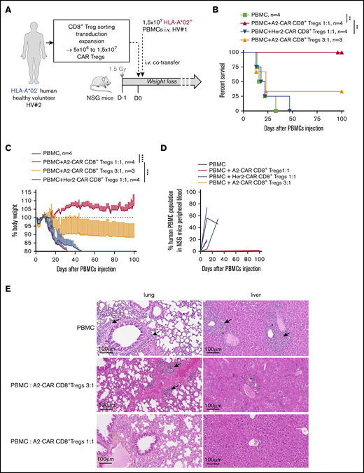A2-CAR CD8+ Treg therapy prevents HLA-A*02+ PBMCs from inducing xenogeneic GVHD. (A) Schematic depicting the model of GVHD xenogeneic reaction induced by 1.5 × 107 IV injected human PBMCs toward 1.5 Gy irradiated mouse tissues. PBMCs used were from a HLA-A*02+ healthy volunteer (HV#1) and were co-injected or not with CAR CD8+ Tregs generated from a HLA-A*02− healthy volunteer (HV#2) at PBMCs:Tregs ratios of 1:1 or 3:1. (B-C) Percentage of mouse survival (B) and percentage of mouse body weight followed-up over time (C) after cell transfer in mice injected with PBMCs alone (green line, n = 4) or cotreated with A2-CAR CD8+ Tregs at a ratio of 1:1 (red line, n = 4) or 3:1 (orange line, n = 3), or with Her2-CAR CD8+ Tregs at a ratio of 1:1 (blue line, n = 4). (B) Log Rank (Mantel Cox) test, **P < .01. (C) One line represents 1 mouse. Two-way RM ANOVA test, ***P < .001; ****P < .0001. (D) Percentage of human cells in mice blood from day 0 to day 100. n = 3 for each group and n = 2 for PBMCs alone. One line represents 1 mouse. (E) Histological analysis of organ integrity by HPS coloration at day 15 for mice injected with PBMCs and day 100 for mice injected with PBMCs:A2-CAR Tregs at a ratio of 3:1 and 1:1. Arrows show immune cell infiltrate, stars hepatocyte necrosis.
