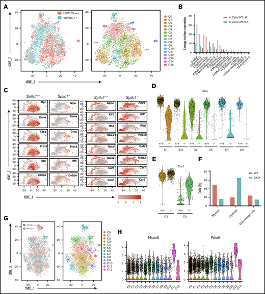 Single-cell transcription and GSEA profiles of LK and MPP cells from Sptlc1+/+and Sptlc1−/−. (A) A total of 3140 Sptlc1+/+ and 2808 Sptlc1−/− cells identified as LK by flow cytometry were divided into clusters based on individual gene-expression profiles. The plot shows a 2-dimensional representation (t-SNE) of transcriptome profiles of the Sptlc1+/+ and Sptlc1−/−, with each cluster highlighted in a different color. The integrated Sptlc1+/+ and Sptlc1−/− cells were represented in t-SNE plots. (B) The percentage of cells expressing relative lineage-specific markers in individual clusters from Sptlc1+/+ and Sptlc1−/− LK populations. (C) Heat maps of Sptlc1+/+ and Sptlc1−/− LK populations expressing myeloid-specific gene markers (Mpo, Elane, Ctsg, Prtn3, Irf8, and Cebpe) and erythroid-specific gene markers (Apoe, Klf1, Rhd, Hba.a1, Gata1, Gata2, Car1, and Car2). (D) Violin plots of the distributions of expression of Mpo, marker of the myeloid population, in LK cells. Comparison of expression levels for LK cells in clusters C1, C3, C4, C5, C7, and C9 of Sptlc1+/+ and Sptlc1−/− is shown. (E) Violin plots of the distributions of expression of Car2, a marker of the erythroid population. Comparison of expression levels for LK cells in clusters C2 and C5 of Sptlc1+/+ and Sptlc1−/− is shown. (F) The percentage of myeloid, erythroid, and multilineage cells in the Sptlc1+/+ and Sptlc1−/− LK populations. (G) A total of 3099 Sptlc1+/+ and 1997 Sptlc1−/− cells identified as MPPs by flow cytometry were divided into clusters based on individual gene-expression profiles. The plot shows a 2-dimensional representation (t-SNE) of transcriptome profiles of the Sptlc1+/+ and Sptlc1−/−, with each cluster highlighted in a different color. The integrated Sptlc1+/+ and Sptlc1−/− data set was represented in a t-SNE plot. (H) Violin plots of the distributions of expression of Hspa5 and Pdia6, indicators of ER stress, in Sptlc1+/+ and Sptlc1−/− MPP cells. (I-J) GSEA analysis of RNA-seq data showing indicated gene sets with differentially regulated genes between Sptlc1+/+ and Sptlc1−/− in LK (I) and MPP (J) cell populations, respectively. Heat map of top 30 genes were displayed. Relative expression levels are indicated. FDR, false discovery rate; NES, normalized enrichment score.