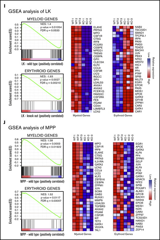 Single-cell transcription and GSEA profiles of LK and MPP cells from Sptlc1+/+and Sptlc1−/−. (A) A total of 3140 Sptlc1+/+ and 2808 Sptlc1−/− cells identified as LK by flow cytometry were divided into clusters based on individual gene-expression profiles. The plot shows a 2-dimensional representation (t-SNE) of transcriptome profiles of the Sptlc1+/+ and Sptlc1−/−, with each cluster highlighted in a different color. The integrated Sptlc1+/+ and Sptlc1−/− cells were represented in t-SNE plots. (B) The percentage of cells expressing relative lineage-specific markers in individual clusters from Sptlc1+/+ and Sptlc1−/− LK populations. (C) Heat maps of Sptlc1+/+ and Sptlc1−/− LK populations expressing myeloid-specific gene markers (Mpo, Elane, Ctsg, Prtn3, Irf8, and Cebpe) and erythroid-specific gene markers (Apoe, Klf1, Rhd, Hba.a1, Gata1, Gata2, Car1, and Car2). (D) Violin plots of the distributions of expression of Mpo, marker of the myeloid population, in LK cells. Comparison of expression levels for LK cells in clusters C1, C3, C4, C5, C7, and C9 of Sptlc1+/+ and Sptlc1−/− is shown. (E) Violin plots of the distributions of expression of Car2, a marker of the erythroid population. Comparison of expression levels for LK cells in clusters C2 and C5 of Sptlc1+/+ and Sptlc1−/− is shown. (F) The percentage of myeloid, erythroid, and multilineage cells in the Sptlc1+/+ and Sptlc1−/− LK populations. (G) A total of 3099 Sptlc1+/+ and 1997 Sptlc1−/− cells identified as MPPs by flow cytometry were divided into clusters based on individual gene-expression profiles. The plot shows a 2-dimensional representation (t-SNE) of transcriptome profiles of the Sptlc1+/+ and Sptlc1−/−, with each cluster highlighted in a different color. The integrated Sptlc1+/+ and Sptlc1−/− data set was represented in a t-SNE plot. (H) Violin plots of the distributions of expression of Hspa5 and Pdia6, indicators of ER stress, in Sptlc1+/+ and Sptlc1−/− MPP cells. (I-J) GSEA analysis of RNA-seq data showing indicated gene sets with differentially regulated genes between Sptlc1+/+ and Sptlc1−/− in LK (I) and MPP (J) cell populations, respectively. Heat map of top 30 genes were displayed. Relative expression levels are indicated. FDR, false discovery rate; NES, normalized enrichment score.