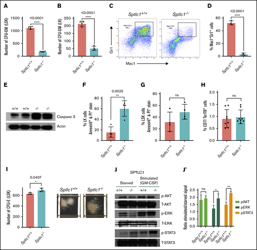 Myeloid differentiation defects in Sptlc1−/−BMCs. In vitro culture. (A-B) The total numbers of CFUs for Sptlc1+/+ and Sptlc1−/− FACS-sorted LK and LSK cells. The results are from 4 Sptlc1+/+ and 4 Sptlc1−/− mice. (C) Sptlc1+/+ and Sptlc1−/− Lin− cells were induced to differentiate in liquid culture with medium containing GM-CSF and IL-3. After 4 days, cells were stained for Mac-1 and Gr-1. The results are from 3 Sptlc1+/+ and 3 Sptlc1−/− mice. (D) The percentage of Mac-1+Gr-1+ cells was plotted for Sptlc1+/+ and Sptlc1−/−. (E) Western blot analysis of cell extracts from BMCs cultured in the presence of GM-CSF and IL-3 for 4 days. Sptlc1+/+ and Sptlc1−/− lysates were probed for caspase 3. (F) The percentages of LK cells staining positive for annexin V and PI were plotted for 4 Sptlc1+/+ and 4 Sptlc1−/− 21 days after poly(I:C) injection. (G) The percentages of LSK cells staining positive for annexin V and PI were plotted for 4 Sptlc1+/+ and 4 Sptlc1−/− 21 days after poly(I:C) injection. (H) The percentage of CD71−Ter119+ cells was plotted for Sptlc1+/+ and Sptlc1−/− cells. (I) The total numbers of CFU-E for Sptlc1+/+ and Sptlc1−/− FACS-sorted LSK cells. The results are from technical triplicates of samples from 3 Sptlc1+/+ and 3 Sptlc1−/− mice. Representative photographs of LSKs differentiating into erythroid colonies taken after 10 days of solid culture (bright field microscopy; original magnification ×2). (J) Lin− cells isolated from Sptlc1+/+ and Sptlc1−/− mice cultured in the presence of mSCF and IL-3 for 3 days, serum starved for 3 hours followed by stimulated with GM-CSF (50 ng/mL) for 10 minutes at 37°C. Western blots for p-AKT, p-ERK1/2, and p-STAT3 and their respective dephosphorylated forms. Data representative of 3 independent experiments. (J′) Quantitative data representative of 3 independent experiments. All graphs are represented as mean ± SEM. P < .05 is significant, calculated from the unpaired Student t test.