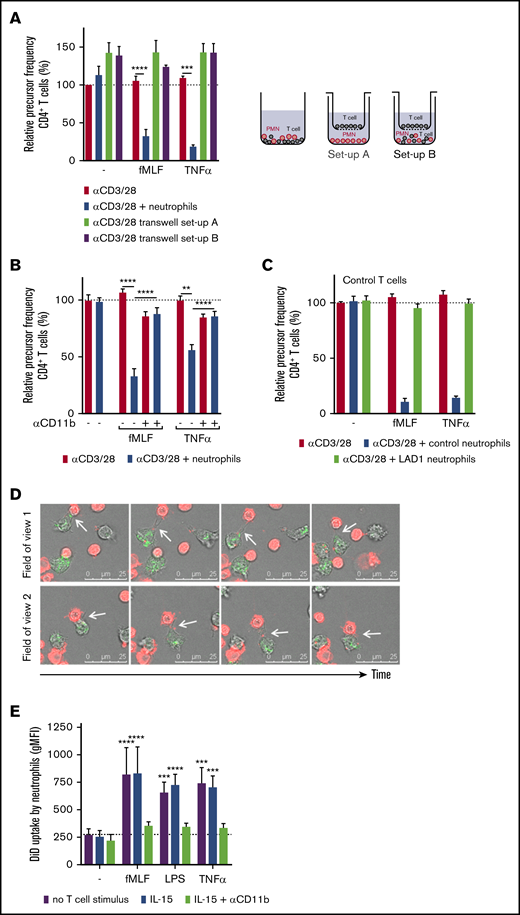 The suppressive activity of neutrophils depends on CD11b-dependent physical contact. (A) Purified T cells were cultured with anti-CD3 and anti-CD28 antibodies (red bars) and cultured either together with neutrophils in a well (blue bars) or physically separated from neutrophils by culturing the T cells on a Transwell filter insert. Neutrophils were incubated without (setup A, green bar) or with (setup B, purple bar) purified T cells in the lower compartment. T cells on top of the Transwell filter were harvested after 5 days and analyzed by flow cytometry for CFSE dilution among CD4+ T cells (n = 4). (B) Purified T cells (red bars) and neutrophils (blue bars) were cultured together with the indicated stimuli. Where indicated, neutrophils were pre-incubated with a CD11b-blocking antibody before they were added to the assay (n = 3-5). The isotype control had no effect on the MDSC activity (not included in graph). (C) Purified T cells from healthy donors (n = 2) were incubated with either control neutrophils or neutrophils from LAD-1 patients (n = 2). (D) Live cell imaging of 1,1′-dioctadecyl-3,3,3′,3′-tetramethylindodicarbocyanine,4-chlorobenzenesulfonate salt (DiD)–labeled T cells (red) and neutrophils in the presence of anti-CD3 antibodies, anti-CD28 antibodies, TNF-α, and dihydrorhodamine-1,2,3 (turns green after reaction with ROS). The coculture was imaged for 4 hours. Two fields of view of 1 representative experiment of 3 is shown. The white arrows indicate the uptake of the T-cell membrane by the neutrophil. (E) DiD-labeled purified T cells were cocultured for 3 hours with neutrophils and indicated stimuli with or without a CD11b-blocking antibody, after which cells were harvested for flow cytometric analysis in which the amount of uptake of DiD-labeled T-cell membrane by neutrophils was determined (n = 4). Error bars indicate SEM. ****P < .0001; ***P < .001; **P < .01. MFI, mean fluorescent intensity.