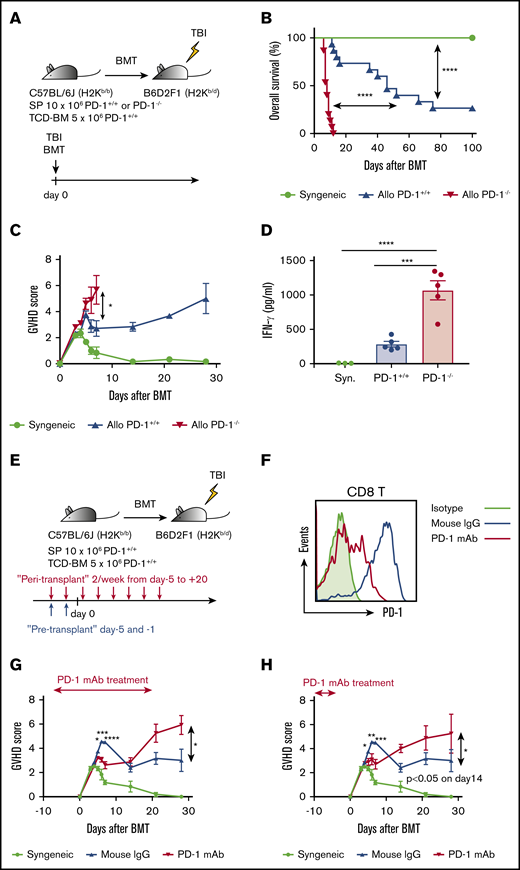 PD-1−/− graft and PD-1 blockade of donor T cells exacerbated GVHD, and PD-1−/− graft demonstrated inferior overall survival after HSCT. (A) Lethally irradiated BDF1 recipients received transplants of 10 × 106 PD-1+/+ B6 or PD-1−/− B6 SPs with 5 × 106 B6 TCD-BM cells (allogeneic group). The syngeneic group was administered the same amounts of SPs and TCD-BM cells from BDF1 mice (n = 15 per group). All animals were monitored daily for survival, and GVHD scores were estimated from days 3 to 7 and once a week from day 14. (B) Kaplan-Meier survival curve of recipient mice (syngeneic vs PD-1+/+, P < .0001; syngeneic vs PD-1+/+, P < .0001; PD-1+/+ vs PD-1−/−, P < .0001). Data from 3 same experiments were combined. (C) Mean GVHD scores of recipient mice (PD-1+/+ vs PD-1−/− on day 7, P < .05). Data are representative of 3 independent experiments. (D) Serum levels of interferon-γ (IFN-γ) on day 3 after HSCT (syngeneic vs PD-1−/−, P < .001; PD-1+/+ vs PD-1−/−, P < .0001). (E) Lethally irradiated BDF1 recipients received transplants of 10 × 106 PD-1+/+ B6 SPs and 5 × 106 B6 TCD-BM cells (allogeneic group). The syngeneic group was administered the same amounts of SPs and TCD-BM cells from BDF1 mice (n = 5 per group). Recipient mice were injected with 600 µg of PD-1 mAb per mouse or isotype mouse IgG intraperitoneally twice weekly from day +5 to +20 after HSCT. All animals were monitored daily for survival, and GVHD scores were estimated from days 3 to 7 and once a week from day 14. (F) Representative flow cytometric histograms detecting PD-1 expression of donor CD8 T cells on day 7 after transplantation. (G) Mean GVHD scores of recipient mice treated during peritransplantation period (mouse IgG vs PD-1 mAb on day 5, P < .05; day 6, P < .001; day 7, P < .0001; and day 28, P < .05). (H) Mean GVHD scores of recipient mice treated before transplantation (mouse IgG vs PD-1 mAb on day 5, P < .05; day 6, P < .01; day 7, P < .001; and day 14, P < .05). Clinical scores are shown as the mean ± standard error of the mean. *P < .05, **P < .01, ***P < .001, and ****P < .0001. BMT, BM transplantation; TBI, total-body irradiation.