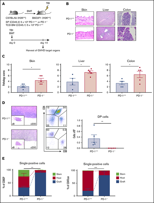 PD-1−/− graft-induced GVHD in target organs, especially in the thymus. (A) Sublethally irradiated BDF1 recipient mice received transplants of 5 × 106 PD-1+/+ B6 or PD-1−/− B6 SPs and 5 × 106 Ly 5.1 B6 TCD-BM cells (n = 5 per group). Recipient mice were euthanized on day 14 after HSCT, and the skin, liver, colon, and thymus were harvested. (B) Representative images of the skin, liver, and colon from recipient mice with hematoxylin and eosin (H&E) staining are shown (magnification, ×200 for skin and liver, ×400 for colon). (C) Pathological scores for the skin, liver, and colon on day 14 after HSCT are shown (PD-1+/+ vs PD-1−/−, P < .05). (D) Representative images of thymuses with H&E staining, lymphocyte gate of thymuses, and absolute number of double-positive (DP) cells in thymuses (PD-1+/+ vs PD-1−/−, P < .01). (E) Chimerism analysis of CD8 or CD4 single-positive conventional T cells (PD-1+/+ vs PD-1−/−, P < .001). Green, red, and blue indicate donor stem cell–, host-, and donor graft–derived cells, respectively. (D-E) Data are representative of 2 independent experiments. Data are shown as the mean ± standard error of the mean. *P < .05, **P < .01, ***P < .001.