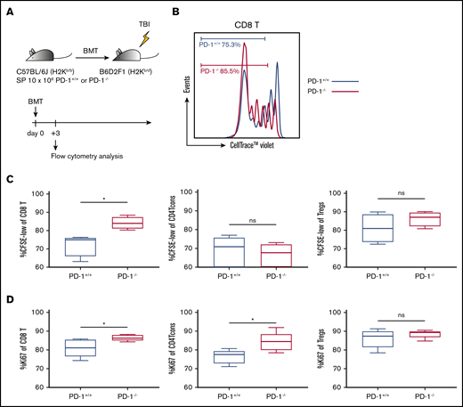 PD-1−/− donor graft–derived effector T cells exhibited high proliferative capacity. (A) Lethally irradiated BDF1 recipients received transplants of 10 × 106 PD-1+/+ B6 or PD-1−/− B6 SPs (n = 5 per group). All animals were euthanized, and spleen cells were harvested on day 3. (B) Representative image of cell division of graft-derived CD8 T cells and the population of graft-derived T cells. (C) Percentage of proliferated graft-derived T cells (divided ≥2) (CD8 T cells, PD-1+/+ vs PD-1−/−, P < .05). (D) Ki-67 expression of graft-derived T cells (CD8 T, PD-1+/+ vs PD-1−/−, P < .05; CD4 Tcons, PD-1+/+ vs PD-1−/−, P < .05). Data are expressed as the mean ± standard error of the mean. *P < .05. CFSE, carboxyfluorescein diacetate succinimidyl ester; ns, not significant.
