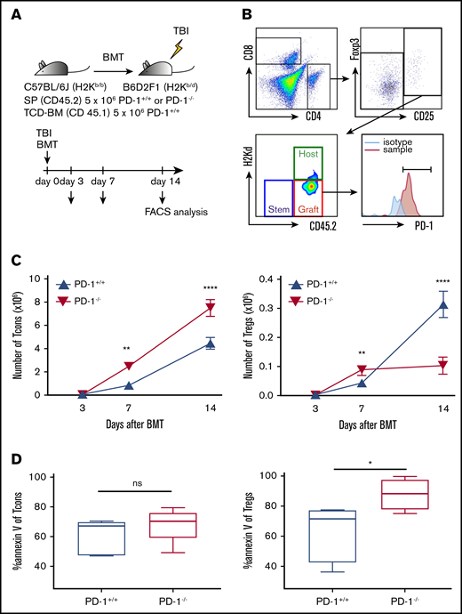 PD-1 inhibition promoted CD4 Tcon expansion and suppressed recovery of Tregs. (A) Sublethally irradiated BDF1 recipient mice received transplants of 5 × 106 PD-1+/+ B6 or PD-1−/− B6 SPs and 5 × 106 Ly 5.1 B6 TCD-BM cells (n = 5 per group). Recipient mice were euthanized on days 3, 7, and 14 after HSCT, and spleens were harvested. (B) Representative lymphocyte gates of the spleen for identification of CD4 and CD8 T-cell subsets and chimerism. (C) Numbers of donor spleen–derived CD4 Tcons and donor spleen–derived Tregs after HSCT (CD4 Tcons, PD-1+/+ vs PD-1−/−, P < .01 on day 7, P < .0001 on day 14; Tregs, PD-1+/+ vs PD-1−/−, P < .01 on day 7, P < .0001 on day 14). (D) Annexin V expression of spleen-derived T cells on day 14 after HSCT. Data are shown as the mean ± standard error of the mean. *P < .05, **P < .01, ****P < .0001. FACS, fluorescence-activated cell sorting.