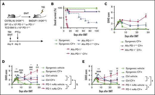 PTCy ameliorated GVHD caused by PD-1−/− graft and PD-1 mAb. (A) Lethally irradiated BDF1 recipients received transplants of 10 × 106 PD-1+/+ B6 or PD-1−/− B6 SPs and 5 × 106 B6 TCD-BM cells (allogeneic group). The syngeneic group was administered the same amounts of SPs and TCD-BM cells from BDF1 mice (n = 9-15 per group). All recipient mice were intraperitoneally injected with 50 mg/kg of Cy on day 3 after HSCT. All animals were monitored daily for survival, and GVHD scores were monitored from days 3 to 7 and once per week from day 14. (B) Kaplan-Meier curve of survival after HSCT. Solid lines show outcomes of recipient mice treated with PTCy, and the dotted line shows survival without PTCy treatment (PD-1+/+ Cy+ vs PD-1−/− Cy+; ns). Data from 3 same experiments were combined. (C) Mean GVHD scores of PD-1+/+ or PD-1−/− donor mice (PD-1+/+ vs PD-1−/− on day 14, P < .05; day 21, P < .05; and day 28, P < .01). Data are representative of 3 independent experiments. (D) Lethally irradiated BDF1 recipients received transplants of 10 × 106 PD-1+/+ B6 SPs and 5 × 106 B6 TCD-BM cells (allogeneic group). The syngeneic group was administered the same amounts of SPs and TCD-BM cells from BDF1 mice (n = 6-18 per group). Recipient mice were intraperitoneally injected with control mouse IgG or PD-1 mAb twice weekly between day −5 and +20 and were administered 50 mg/kg of Cy or vehicle on day 3 after HSCT. Mean GVHD scores of recipient mice treated with mouse IgG or peritransplantation PD-1 mAb ± PTCy (mouse IgG vs PD-1 mAb on day 5, P < .05; day 6, P < .0001; day 7, P < .0001; day 21, P < .001; and day 28, P < .05). Data from 2 same experiments were combined. (E) Lethally irradiated BDF1 recipients received transplants of 10 × 106 PD-1+/+ B6 SPs and 5 × 106 B6 TCD-BM cells (allogeneic group). The syngeneic group was administered the same amounts of SPs and TCD-BM cells from BDF1 mice (n = 6-10 per group). Recipient mice were intraperitoneally injected with control mouse IgG or PD-1 mAb on days −5 and −1 and were administered 50 mg/kg of Cy or vehicle on day 3 after HSCT. Mean GVHD scores of recipient mice treated with mouse IgG or pretransplantation PD-1 mAb ± PTCy (mouse IgG vs PD-1 mAb on day 6, P < .01; day 7, P < .0001; day 21, P < .01; day 28, P < .05) Data from 2 same experiments were combined. Clinical scores are expressed as the mean ± standard error of the mean. *P < .05, **P < .01, ***P < .001, ****P < .0001. *, †, ‡, and § indicate the comparison between control IgG + vehicle vs control IgG + PTCy, PD-1 mAb + vehicle vs PD-1 mAb + PTCy, control IgG + vehicle vs PD-1 mAb + vehicle, and control + PTCy vs PD-1 mAb + PTCy, respectively.