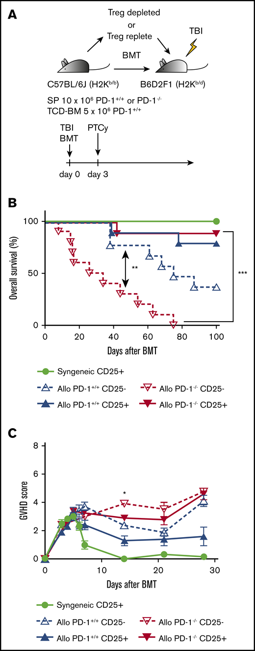 CD25+T-cell depletion abolished the efficacy of PTCy for recipient mice transplanted with PD-1−/− graft. (A) Lethally irradiated BDF1 recipients received transplants of 10 × 106 CD25-replete or CD25-depleted T cells from PD-1+/+ B6 SPs or PD-1−/− B6 SPs concomitantly with 5 × 106 B6 TCD-BM cells (allogeneic group). The syngeneic group was administered the same amounts of SPs and TCD-BM from BDF1 mice (n = 10 per group). All recipient mice were administered 50 mg/kg of Cy intraperitoneally on day 3 after HSCT. All animals were monitored daily for survival, and GVHD scores were monitored from days 3 to 7 and once per week from day 14. (B) Kaplan-Meier survival curve after HSCT. Solid lines show the outcomes of recipient mice administered CD25-replete T cells, and the dotted line shows the survival of mice in the CD25-depleted group (PD-1−/− CD25+ vs PD-1−/− CD25−, P < .001). (C) Mean GVHD scores of recipient mice (PD-1−/− CD25+ vs PD-1−/− CD25− on day 14, P < .05). Data from 2 same experiments were combined. Clinical scores are expressed as the mean ± standard error of the mean. *P < .05, **P < .01, ***P < .001.