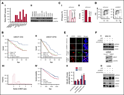 Increased UBE2T expression regulates HR activity in myeloma cells. (A) UBE2T is overexpressed in MM. UBE2T expression evaluated in normal PBMC samples (n = 3) and 8 MM cell lines by real-time qRT-PCR (I) or western blotting (II). (B) UBE2T expression and copy-number correlate with survival in a myeloma dataset (GSE39754; n = 170). Panels I and II show the association of UBE2T expression with overall survival (OS) (I) and event-free survival (EFS) (II). Panels III and IV show UBE2T copy-number alterations (III) and their correlation with overall survival (IV). (C) UBE2T regulates HR in MM cells. (I) HR monitored by the DRGFP assay. MM1S cells chromosomally integrated with the HR repair reporter substrate (DRGFP) were infected with lentiviral shRNA targeting UBE2T, RAD51, or control shRNA. The cells were then infected with a plasmid (AdGNU24i) that expresses the I-SceI endonuclease to initiate HR that is detected by flow cytometry as described in “Methods.” The fraction of GFP-positive cells, representing HR events, for control shRNA was taken as 100%, and other treatments were normalized to that as a percentage. No I-SceI, negative control with no HR; shCONTROL, cells transduced with control shRNA; shRAD51, cells transduced with RAD51 shRNA; shUBE2T, cells transduced with UBE2T shRNA. (II) HR monitored by strand exchange (SE) assay. Control and UBE2T knockdown MM.1S cells were analyzed for homologous strand exchange activity, as described in “Methods.” (D) Impact on cell cycle. Control and UBE2T knockdown MM.1S cells were analyzed for cell cycle using flow cytometry. (E) UBE2T is required for RAD51 focus formation. MM.1S cells transduced with lentivirus expressing the indicated shRNAs were treated with or without CPT (1 μM) for 1 hour and drug washed off. Cells were further cultured in drug-free medium for 6 hours and stained with antibodies to γH2AX and RAD51; DAPI staining was performed to define nuclei. Representative images of γH2AX and RAD51 foci (I) and bar graph showing percentage of cells with ≥5 nuclear γH2AX or RAD51 foci ± standard error of the mean (II) are shown. *P < .05; **P < .01. (F) UBE2T is required for DNA end resection. Myeloma cells, MM.1S (I) or U266 (II) were transduced with control shRNA (shCONTROL) or one targeting UBE2T (shUBE2T) and treated with CPT for 1 hour and evaluated for RPA32 and its phosphorylated form (pRPA S4/8; a marker of DNA end resection). Bottom figure in panel I shows the western blot confirming UBE2T knockdown in MM.1S cells. FITC, fluorescein isothiocyanate; PI, propidium iodide.