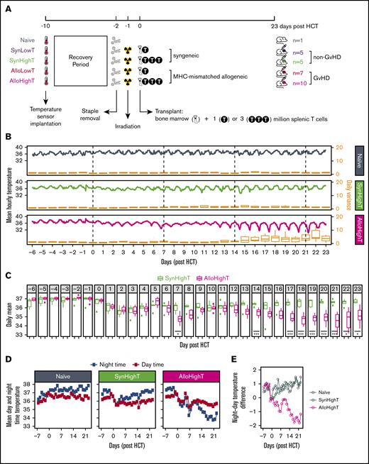 Overview of the experimental design and descriptive statistics of the results for naive, SynHighT, and AlloHighT mice. (A) A total of 28 mice was studied, including 1 naive mouse, 10 mice that received syngeneic HCT with 1 million (SynLowT) or 3 million (SynHighT) T cells, and 17 mice that received allogeneic HCT with 1 million (AlloLowT) or 3 million (AlloHighT) T cells. Body core temperature was sampled every 24 seconds from 10 days before HCT (day of surgical implantation of the temperature sensors) until 23 days after HCT. All transplant mice received irradiation on day −1 and HCT on day 0. (B) Mean hourly temperatures (left y-axes) and boxplots of daily variations in all individuals in each of the 3 groups (right y-axes). Outliers in the boxplots are not shown. (C) Boxplots of mean daily temperature of each individual in the SynHighT and AlloHighT groups. Outliers are shown as small filled squares. P values were calculated for days 0 to 23 using 2-sided Student t tests and adjusted for multiple testing using the Benjamini-Yekutieli method7). (D) Mean daily nighttime temperature and mean daily daytime temperature of all individuals in the naive, SynHighT, and AlloHighT groups. (E) Daily difference in mean daily nighttime temperature and mean daily daytime temperature of all individuals in the naive, SynHighT, and AlloHighT groups. *P < .05, ***P < .005.