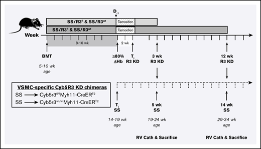 Study design for testing role of SMC CYB5R3 in SCD-associated PH.Cyb5r3fl/flMyh11-CreERT2 and Cyb5r3wt/wtMyh11-CreERT2 mice were lethally irradiated (500-550 rad twice) and transplanted with BM (2-4 million cells) from SS donor mice to create SS/R3fl and SS/R3wt chimeras, respectively. At 8 to 10 weeks posttransplantation, peripheral blood was sampled to test engraftment to donor Hb phenotype. Chimeras testing ≥80% engraftment, assessed by Hb electrophoresis, were fed a tamoxifen diet ad libitum for 2 weeks, and thereafter switched back to regular chow and aged for an additional 3 or 12 weeks before measurement of hemodynamics by RV microcatheterization. At 3 weeks CYB5R3 knockdown (solid timeline), animals were 5 weeks SS phenotype (dashed timeline) and a total age of 19 to 24 weeks. At 12 weeks CYB5R3 knockdown (solid timeline), animals were 14 weeks SS phenotype and a total age of 29 to 34 weeks. Complete blood counts were assessed at 8 to 10 weeks posttransplant, before a tamoxifen diet and again at time of RV catheterization. ≥80% ΔHb, time point at which animal is at least 80% engrafted to SS phenotype and used to calculate number of weeks with humanized HbS circulating red cells; BMT, BM transplant; D−1, 1 day before starting 2-week tamoxifen diet; RV Cath, right ventricle microcatheterization; Ti R3 KD, completion of tamoxifen treatment and initial time point of CYB5R3 knockdown.