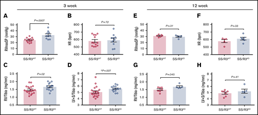 Three weeks of SMC CYB5R3 knockdown accelerates development of PH in SS chimeras. Chimeras testing ≥80% engraftment, assessed by Hb electrophoresis, were aged an additional 3 weeks (A-D) or 12 weeks (E-H) on regular diet before measurement of hemodynamics by closed-chest RV microcatheterization. (A) At 3 weeks following completion of tamoxifen-induced KO, RVmaxSP for SS/R3KD (blue bar, n = 13) was increased relative to SS/R3WT (red bar, n = 10). (B) Heart rates (HR) between knockdown and WT groups were similar (n = 13 and 10, respectively). Both RV/tibia (C) and LV+S/tibia (D) were enlarged in the knockdown group (n = 20) relative to WT (n = 14) at the 3-week time point. For the 12-week study, no differences were observed between CYB5R3 knockdown and WT groups for RVmaxSP (E) and HR (F) (n = 5 and 6, respectively). (G) RV/tibia was enlarged in the knockdown group relative to WT, whereas (H) LV+S/tibia was similar between groups (n = 5 and 7, respectively). The mean ± SEM is represented. The Student unpaired t test was used to determine statistical significance. &A nonparametric Mann-Whitney U test was used to determine statistical significance when F test indicated a non-Gaussian distribution of variance between groups.