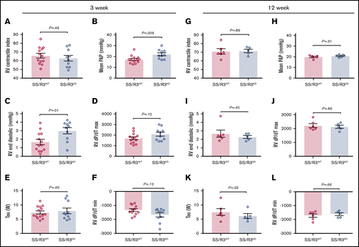 Three weeks of SMC CYB5R3 knockdown increases mPAP and RV end diastolic pressure in SS chimeras. Chimeras testing 80% or greater engraftment, assessed by Hb electrophoresis, were aged an additional 3 weeks (A-F) or 12 weeks (G-L) on regular diet before measurement of hemodynamics by RV microcatheterization. RV contractile index (A), mPAP (B), RV end diastolic pressure (C), RV maximum pressure rise (dP/dT max) (D), τ Weiss (W) (E), and RV minimum pressure rise (dP/dT min) (F) for SS/R3KD (blue bar) and SS/R3WT chimeras (red bar) for the 3-week study. RV contractile index (G), mPAP (H), RV end diastolic pressure (I), RV dP/dT max (J), τ Weiss (W) (K), and RV dP/dT min (L) for SS/R3KD (blue bar) and SS/R3WT chimeras (red bar) in the 12-week study. RV Contractile Index was not affected by 3- (A) or 12-week (G) knockdown of CYB5R3 in smooth muscle. Differences between the mPAP (B) and RV end diastolic pressure (C) that had been apparent at 3-week knockdown of CYB5R3 in smooth muscle was no longer apparent at 12-week knockdown (panels H and I, respectively). The mean ± SEM is represented. A nonparametric Mann-Whitney U test was used to determine statistical significance when F test indicated a non-Gaussian distribution of variance between groups.