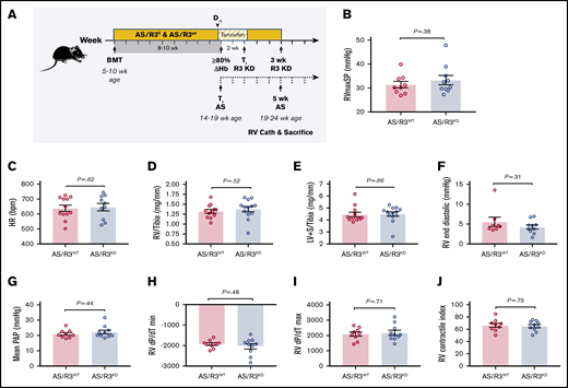 Three weeks of SMC CYB5R3 knockdown has no effect on cardiopulmonary hemodynamics or cardiac morphology in AS chimeras. (A) Study design for testing role of VSM CYB5R3 on hemodynamics and cardiac remodeling in AS chimeras. Cyb5r3fl/flMyh11-CreERT2 and Cyb5r3wt/wtMyh11-CreERT2 mice were lethally irradiated (500-550 rad twice) and transplanted with BM (2-4 million cells) from AS donor mice at 5 to 10 weeks of age to create AS/R3KD and AS/R3WT chimeras, respectively. At 8 to 10 weeks posttransplantation, peripheral blood was sampled to test engraftment to donor Hb phenotype. Chimeras testing 80% or more engraftment to AS phenotype, assessed by Hb electrophoresis, were fed a tamoxifen diet ad libitum for 2 weeks, and thereafter switched back to regular chow and aged for an additional 3 weeks before measurement of hemodynamics by RV microcatheterization. At 3 weeks CYB5R3 knockdown (solid line), animals were 5 weeks AS phenotype (dashed timeline) and a total age of 19 to 24 weeks. Complete blood counts were assessed at 8 to 10 weeks posttransplant, before and after tamoxifen diet (day −1 and day 14) and again at time of RV catheterization. No differences were noted between AS/R3KD (blue bar) and AS/R3WT (red bar) chimeras for RVmaxSP (n = 9-10) (B), heart rate (HR; n = 9-10) (C), RV weight normalized to tibia length (RV/tibia, n = 12-13) (D), LV+S weight normalized to tibia length (LV+S/tibia, n = 12-13) (E), RV end diastolic pressure (n = 9-10) (F), mPAP (n = 9-10) (G), RV dP/dT min (H), RV dP/dT max (n = 9-10) (I), and RV contractile index (n = 9-10) (J). The mean ± SEM is represented.