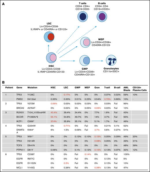 Frequency of t-AML/t-MDS mutations in stem cell collection samples prior to MM auto-HSCT. (A) Stem and progenitor populations, granulocytes, and T and B cells were FACS sorted and sequenced. (B) The AML samples and myeloma plasma cell samples were sequenced at different times at the respective clinical presentations. The variant allele frequencies (VAFs) of mutations in the different cell populations are shown. Populations with the highest VAFs are shown in red.