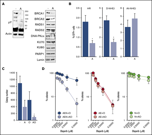 Inhibition of c-KITmut kinase causes DSB repair defects and restores sensitivity of AML1-ETO–positiveAML cells to the PARPi olaparib. (A) Tyrosine-phosphorylated proteins (pY) and indicated DSB repair proteins were detected by western blot in total cell lysates (left panel) and nuclear cell lysates (right panel) from Kasumi-1 cells treated (designated by “A”) or not (-) with avapritinib. Actin and lamin served as loading controls. (B) HR, D-NHEJ, and Alt-NHEJ activities in Kasumi-1 cells treated (designated by “A”) or not (-) with avapritinib. Results represent mean percentage ± standard deviation (SD) of GFP+ cells in DsRed+ population from 3 experiments. *P < .001, Student t test. (C) Kasumi-1 cells were left untreated (-) or treated with 5-μM avapritinib (designated by “A”), 5-μM olaparib (O), or avapritinib + olaparib (AO). Mean ± SD number of colonies from 3 experiments. *P < .05, Mann-Whitney rank sum test. (D) Clonogenic potential of Lin−CD34+ cells from 3 AML patients harboring AML1-ETO + c-KITmut (AEK), 3 AML1-ETO (AE)–positive AMLs, and from 3 healthy donors (N) treated with the indicated concentrations of olaparib (O) or 5-μM avapritinib + olaparib (AO). Mean percentage ± SD of colonies compared with untreated counterparts.