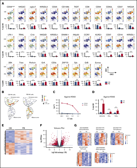 NK cell repertoire in CB is immature and less heterogeneous than in PB. (A) The manually pregated CD56+ NK cell populations were exported and down-sampled to an equal cell number of 2000 per sample. Individual t-SNE maps show the expression of 33 different NK cell markers. Color scale indicates signal intensity, ranging from low (blue) to high (red) after arcsine transformation. Bar plots under each t-SNE map depict the frequencies of NK cells expressing each marker in 10 CB (blue) vs 10 healthy PB (red) donors. *P ≤ .05; **P ≤ .01; ***P ≤ .001; **** P ≤ .0001. Bars represent median values with interquartile ranges. (B) SPADE analysis identified distinct clusters within CB (left) and PB (right) NK cell compartments. Phenotypically distinct CB and PB NK cell clusters occupy different regions of the SPADE tree. Node size and color scale represent the relative number of cells per node. (C) Cytotoxicity of resting healthy donor PB (red) and CB (blue) NK cells against K562 targets at different effector: target (E:T) ratios, as measured by 51Cr-release assay (n = 10). (D) Bar plots summarize the IFN-γ, TNF-α, and CD107A response to K562 targets by bead-purified PB (red) and CB (blue) NK cells (n = 10). **P ≤ .01; ***P ≤ .001. Bars represent median values with interquartile ranges. (E) Global gene expression analysis by RNA sequencing. Heat map displays 1073 genes that are differentially expressed (adjusted P < .01 with log2 fold change >1) in purified NK cells from CB (3 different donors) vs PB (6 different donors). (F) Volcano plot showing significantly differentiated genes (red dots) between CB and PB. (G) Heat map of differentially expressed genes as described by the indicated gene ontology (GO) terms. (H) Gene coexpression network construction was performed with Pearson’s correlation between the expression profiles of each module. The rows and columns represent each module in different color and number for each network construction. Color bar shows the correlation index. (I) Hub genes from each module of networks were displayed in 2 circles; the blue circle presents the CB, and the red circle represents the PB NK cell network. NS, not significant.
