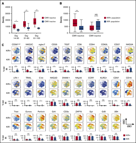 NK cell repertoire diversity increases during NK cell reconstitution after CBT. (A) NK cell repertoire diversity at multiple points after CBT in patients with CMV reactivation during the first 100 days posttransplant (red) compared with results for patients without CMV reactivation (blue). Days 14-30 CMV reactive (n = 8 samples), CMV negative (n = 5 samples); days 31-60 CMV reactive (n = 17 samples), CMV negative (n = 11 samples); days 61-100 CMV reactive (n = 20 samples), CMV negative (n = 5 samples). PB samples from CMV-reactive patients were collected after CMV reactivation. Mann-Whitney U test was used to compare values among the subjects. Boxes represent median with minimum to maximum range. Statistical significance is indicated as *P ≤ .05; **P ≤ .01. (B) Diversity of KIR+ NK cells (red) vs KIR− NK cells (blue) in PB samples collected from CBT recipients with or without CMV reactivation within 100 days post-CBT. Boxes represent median with minimum to maximum range. ***P ≤ .001. (C) The manually pregated CD56+KIR+ and CD56+KIR− NK cell populations from a representative CBT recipient with CMV reactivation in the first 100 days after transplant were exported and down-sampled to an equal cell number of 2000 for each sample. Individual t-SNE maps show the expression of 29 different NK cell markers. Color scales indicate signal intensity, ranging from low (blue) to high (red) after arcsine transformation. Bar plots under each t-SNE map depict the frequencies of NK cells expressing each marker in the KIR+ and KIR− NK cell populations. *P ≤ .05; **P ≤ .01; ***P ≤ .001; ****P ≤ .0001. Bars represent median with interquartile range.