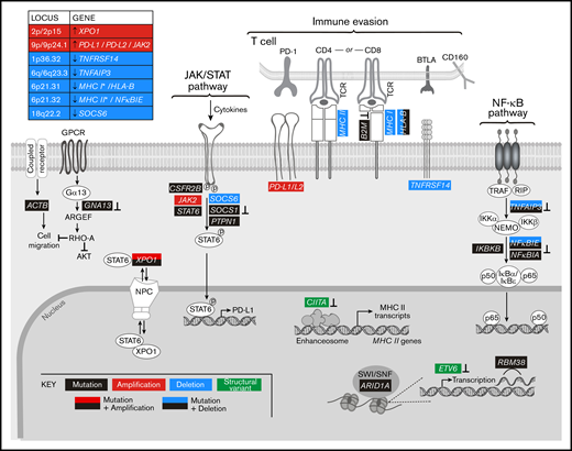 Graphical representation of the pathways perturbed in cHL. Comprehensive analysis of the genetic alterations, including mutations, SCNAs, and SVs, in cHL indicate that pathways can be perturbed by multiple mechanisms. Mutations or SVs that are known to inactivate the involved proteins are noted (⊥).