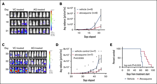 Exposure to atovaquone reduces disease burden and prolongs survival in a xenograft model of AML. (A-B) Female NSG mice were injected by tail vein with 5 × 105 THP-1.ffluc cells. Treatment with atovaquone (AQ; 200 mg/kg; n = 6) or VC (n = 5) by daily oral gavage began on the day of cell injection. Bioluminescent imaging demonstrated decreased disease burden in AQ-treated mice. These mice were not followed for survival. (C-D) Male NSG mice were injected by tail vein with 5 × 105 THP-1.ffluc cells. Treatment with AQ (200 mg/kg per day; n = 7) or VC (n = 7) by daily oral gavage began on the day of cell injection. Bioluminescent imaging demonstrated decreased disease burden at the time points noted (curves were significantly different by analysis of variance P = .0069). (E) Male AQ-treated mice had significantly prolonged survival compared with controls. *P < .05 by Student t test.