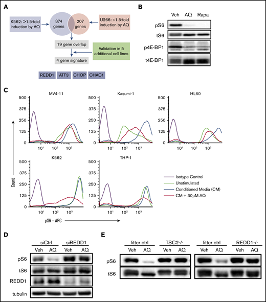 Atovaquone inhibits the mTOR pathway by inducing expression of REDD1, a TSC1/2-dependent negative regulator of mTOR kinase activity. (A) Schematic overview of the strategy to identify a gene expression signature associated with atovaquone (AQ) treatment. Validation was done in SK-BR-3, MDA-MB-468, INA-6, RPMI 8226, and MV4-11 cells. (B) K562 cells exposed to AQ (20 μM) or rapamycin (10 nM) for 5 hours were analyzed by western blot with the indicated antibodies. (C) AQ inhibits induction of pS6 across leukemia cell lines. Pretreatment with increasing concentrations of AQ for 5 hours demonstrates dose-dependent reductions in pS6 induced by 15 minutes of exposure to HS5 CM. (D) SKBR3 cells were transfected with control or REDD1-targeting siRNA for 48 hours, then treated with AQ (25 μM) for 4 hours, followed by western blotting with the indicated antibodies. (E) TSC2-null or REDD1-null MEFs, or MEFs from their respective littermate controls, were treated with AQ (25 μM) for 2.5 hours, followed by western blotting. All data are representative of at least 2 independent experiments.
