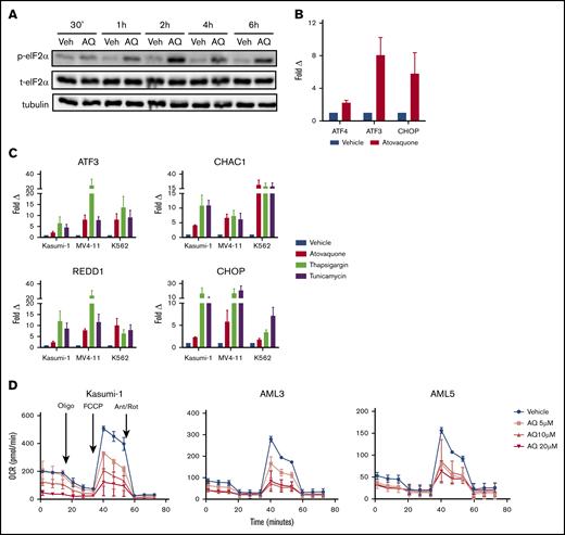 Atovaquone induces phosphorylation of eIF2α, upregulates ATF4-specific target genes, and suppresses OXPHOS in a dose-dependent fashion. (A) MOLM13 cells were treated with atovaquone (AQ; 25 μM) for the indicated times, then analyzed by western blotting. Data are representative of 2 independent experiments. (B) MV4-11 cells were treated with AQ (20 μM) for 6 hours, followed by quantitative RT-PCR (qRT-PCR) analysis. Data are means ± standard errors of the mean (SEMs) from 3 independent experiments. (C) AQ consistently upregulates the ATF4-specific target genes ATF3, CHAC1, CHOP, and REDD1. Kasumi-1, MV4-11, and K562 cells were treated with AQ (20 μM), thapsigargin (1 μM), or tunicamycin (5 μg/mL) for 6 hours, followed by qRT-PCR using the indicated primers. Data are means ± SEMs from 3 independent experiments. (D) AQ induced dose-dependent reductions in OCR of Kasumi-1 cells and the primary patient samples AML3 and AML5. Patient samples were rested in HS5 CM for 24 hours before a 3-hour incubation with the indicated doses of AQ. Data are means ± SEMs of 2 independent experiments. Ant/Rot, antimycin A/rotenone (complex 3 and 1 inhibitors, respectively); FCCP, carbonyl cyanide-4-(trifluromethoxy) phenylhydrazone (mitochondrial uncoupler); oligo, oligomycin (ATP synthase inhibitor).