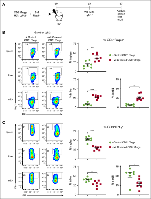 Vit C–treated CD8+iTregs enhance Foxp3 stability during GVHD development. (A) Experimental scheme: lethally irradiated BALB/c mice were adoptively transferred with 5 × 106 Rag1−/− BM cells and 1 × 106 CD8+ iTregs (Ly5.2+). Three days later, 2 × 106 CD25-depleted T cells from C57BL/6 (Ly5.1+) congenic mice were injected IV. On day 7 after allogeneic BMT, spleen, liver, and mesenteric lymph nodes (mLNs) were harvested and analyzed. (B) Foxp3+ retention by transferred control and Vit C–treated CD8+ iTregs. (C) IFN-γ expression of transferred CD8+ iTregs. Data are combined from 2 independent experiments (n = 7 per group). *P ≤ .05, **P ≤ .01, ***P ≤ .001, ****P ≤ .0001, Student t test.