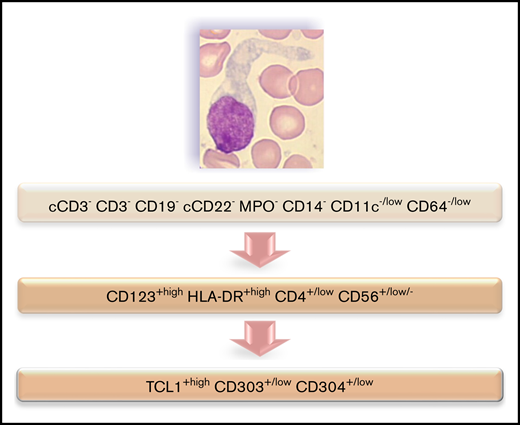 Flowchart illustrating the phenotypic diagnosis of BPDCN. In the absence of expression of specific lineage markers, high expression of CD123 and HLA-DR plus CD4 (which can be low) and CD56 (which can be low or negative) raises the possibility of BPDCN, even if isolated or associated less-specific lineage markers are expressed (such as CD7, C2, CD33, CD13, CD117, CD22, and cCD79a). Diagnosis should be confirmed using cTCL1, CD303, and CD304. c, intracytoplasmic; −, negative (expressed in <20%of the blastic population); +, positive (>20%); low, intensity of expression less than normal cells expressing this marker (eg, NK cells for CD56, normal pDCs for CD303 and CD304, T cells for CD4, and monocytes for CD11c and CD64).