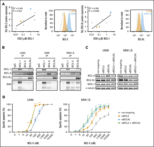 High BCL-2 or BCL-XL expression confers resistance against MCL-1i in HMCLs. (A) The correlation between BCL-2 or BCL-XL expression (fold over isotype control) as determined by flow cytometry and IC50s of MCL-1i in 9 HMCLs (RPMI-8226, NCI-H929, L363, LME-1, MM1.S, OPM-2, U266, UM1, and UM9). Representative histograms from BCL-2 or BCL-XL (filled) and isotype (dotted lines) staining of high- (blue) and low-expressing (orange) cell lines are shown, with the cell lines marked in the same colors in the adjacent correlation plot. (B) Coimmunoprecipitation of MCL-1, BCL-2, and BCL-XL and staining for BIM in L363 (MCL-1i sensitive), UM9 (MCL-1i insensitive, high BCL-2), and MM1.S (MCL-1i insensitive, high BCL-XL). (C) Protein expression 48 hours after small interfering RNA (siRNA)–mediated knockdown of BCL-2, BCL-XL, or both. (D) Specific apoptosis after 24 hours of treatment of cells from panel C with MCL-1i. Statistical significance is shown for siBCL-2 and siBCL-XL compared with the nontargeting control. *P < .05, **P < .01, ***P < .001, ****P < .0001. IgG, immunoglobulin G.