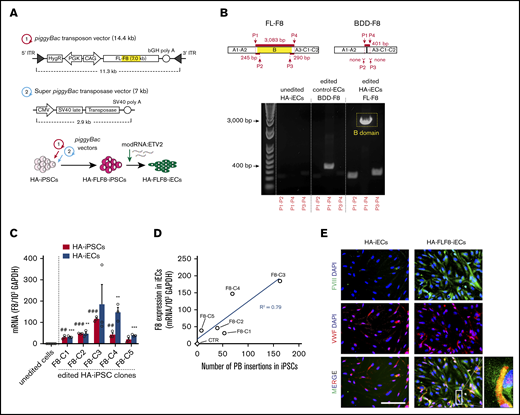 Overexpression of full-length FVIII in HA-iECs by piggyBac vectors. (A) Genetic map of (1) piggyBac transposon vector with full-length F8 (FL-F8) transgene with intact B domain (marked yellow) and (2) super piggyBac transposase expression vector. Underneath, a diagram overview of the transfection strategy of HA-iPSCs followed by differentiation into HA-FLF8-iEC. (B) Confirmation of full-length transgene insertion into HA-FLF8-iECs (right) through PCR of cDNA showing a presence of 3 fragments (∼245-bp DNA fragment for P1-P2 primers, ∼290 bp for P3-P4, and ∼3 kbp for P1-P4) compared with no endogenous bands in unedited HA-iECs (left) and a singular short fragment (∼401-bp DNA fragment for P1-P4) in control ECs that were piggyBac transfected to overexpress B-domain–deleted F8 (Control-BDD-F8-ECs; middle). (C) Quantitative reverse transcription PCR analysis confirming F8 mRNA overexpression in HA-FLF8-iPSCs and HA-FLF8-iECs in 5 independent clones (F8-C1-5). F8 expression was normalized to 103 glyceraldehyde-3-phosphate dehydrogenase (GAPDH). Unedited HA-iPSCs and HA-iECs served as controls. Bars represent mean ± SD; ##P < .01, ###P < .001 between unedited HA-iPSCs and edited HA-FLF8-iPSC clones; **P < .01, ***P < .001 between unedited HA-iECs and edited HA-FLF8-iEC clones; n = 3. (D) Linear relationship (R2 = .79) between piggyBac (PB) insertion number (x-axis) and expression of F8 transgene (y-axis) in the 5 HA-FLF8-iEC clones and an unedited HA-iECs control. (E) Immunofluorescent costaining of FVIII (green) and VWF (red) protein in both HA-iECs and edited HA-FLF8-iECs showing overexpression of FVIII protein. Cell nuclei were stained with DAPI. Scale bar, 100 μm.
