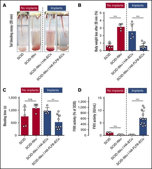 Secretion of FVIII into the bloodstream and correction of coagulation deficiency in hemophilic mice. Grafts were prepared by combining either HA-iECs (n = 5) or HA-FLF8-iECs (n = 9-12) with MSCs in collagen hydrogels followed by subcutaneous injection into immunodeficient hemophilic mice (SCID-f8ko). Tail-tip bleeding assays were performed on day 7. SCID-f8ko and nonhemophilic SCID mice with no implants served as controls. (A) Representative images of the tails after 20 minutes of the bleeding assay for each group. Percentage of body weight loss, used to quantify blood loss (B), and bleeding time (C) were recorded over the duration of the 20-minute bleeding assay with significant lowering of bleeding time and body weight loss percentage to healthy levels in mice with implants containing HA-FLF8-iECs. (D) FVIII activity levels in blood plasma collected on day 7. Levels of circulating FVIII were significantly increased in mice with implants containing HA-FLF8-iECs. Bars represent mean ± SD; **P < .01, ***P < .001.