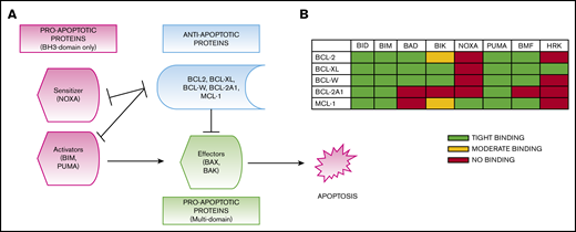 Intrinsic apoptosis pathway and BH3 profiling. (A) Proapoptotic mitochondrial proteins with BH3-domain only include NOXA (sensitizer), BIM, and PUMA (activators); proapoptotic mitochondrial proteins with multiple domains include BAX and BAK (effectors). Sensitizers and activators suppress (and are suppressed by) antiapoptotic proteins, including BCL-2, BCL-XL, BCL-W, BCL2-A1, and MCL-1. Antiapoptotic proteins also suppress effectors. (B) BH3 profiling exploits the selective binding of BH3 peptides to specific antiapoptotic proteins (adapted from Certo et al).10